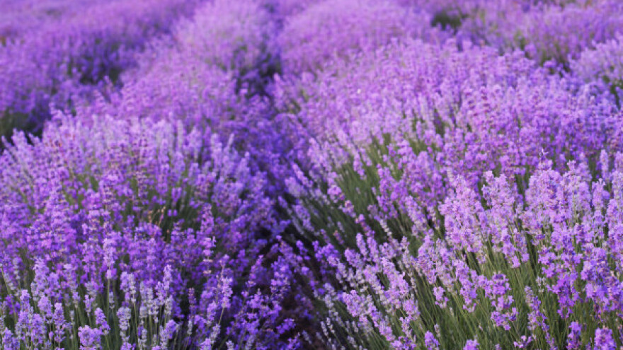 Lavanda - biljka za slabije plodna zemljišta