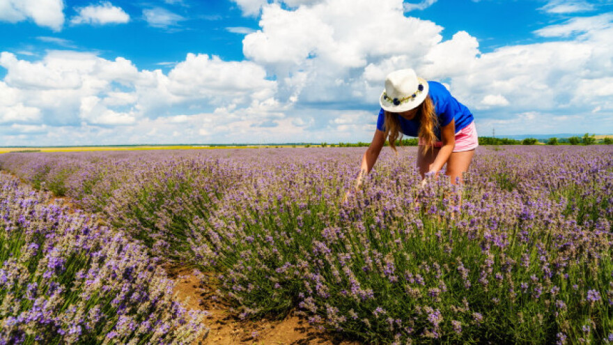 2 hektara pod ekološkom lavandom u Kitišancima