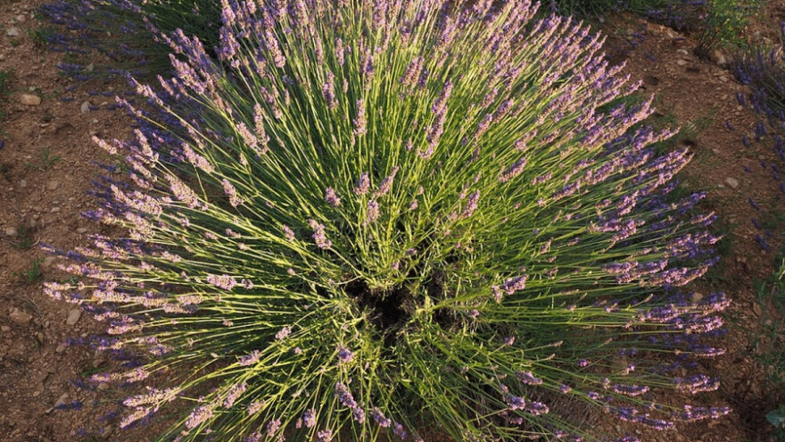 Plantaža lavande u Kuli