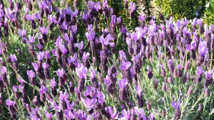 Dani ljekovitoga bilja