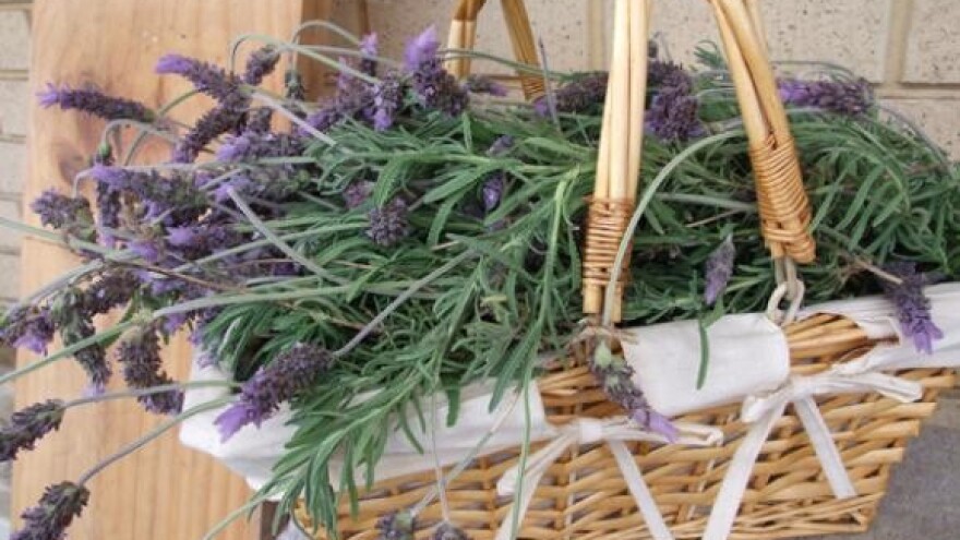 Festival za spas levande