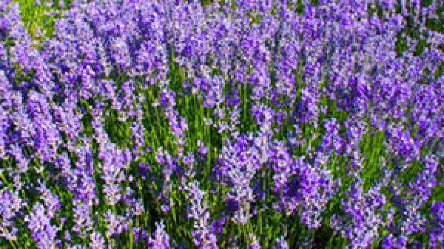 Žetva ljekovite biljke u Posavini