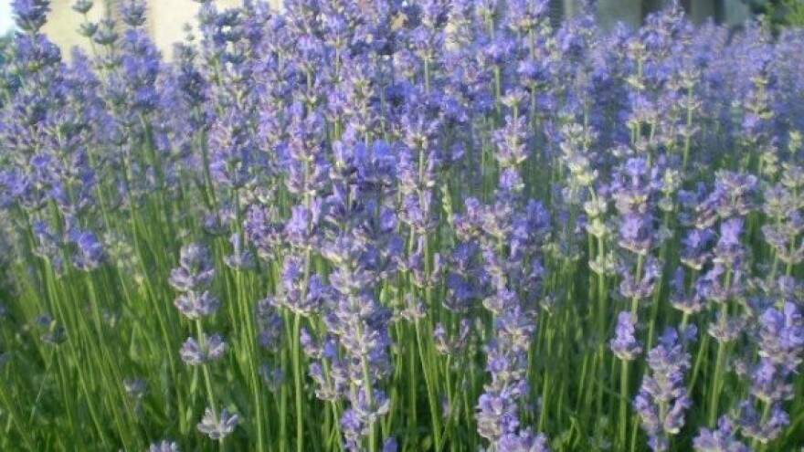 Kako je nastala najveća plantaža lavande u Srbiji?