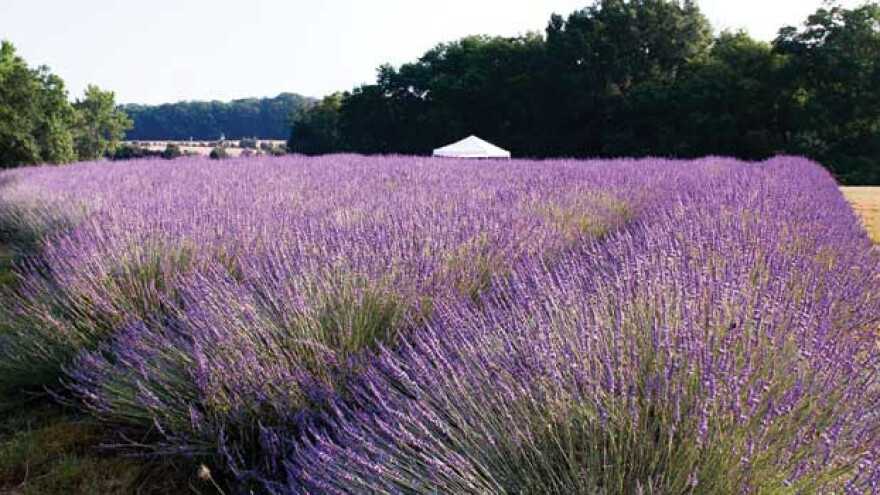 Napišite esej i osvojite organsku farmu!
