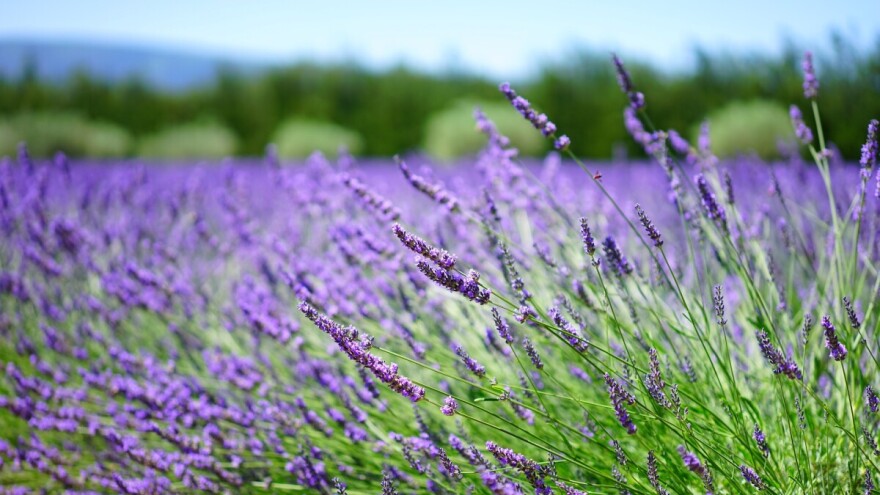 Ševar, janjak, specija, cmilje - kako Hercegovci nazivaju razne biljke?