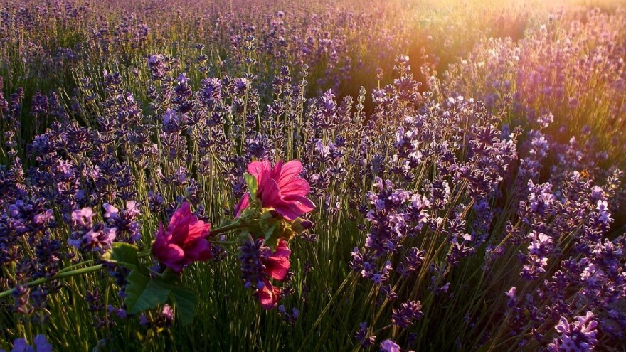 50 milijuna kuna za obnovu poljoprivrednog zemljišta i proizvodnog potencijala