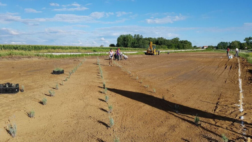 Đurđevac u ljubičastom, sade 1.200 sadnica lavande