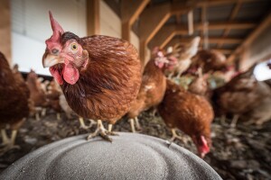 I Njemačka u problemima: Farmerica prešla sa svinja na kokoši, ništa se nije promijenilo?