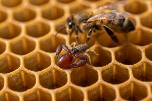 Lažištipavci protiv Varroe destruktor