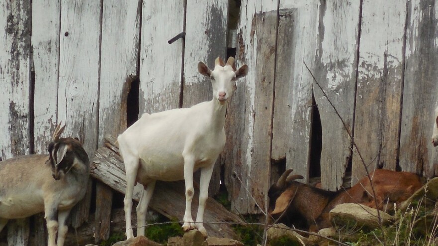 Dobili poljoprivredne poticaje za lažne kvadrate