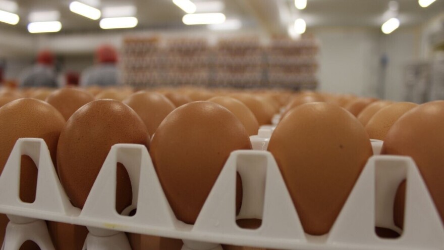Opoziv konzumnih jaja zbog salmonele s još jedne domaće farme