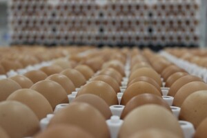Zbog pandemije izvoz domaćih jaja porastao za 24 posto