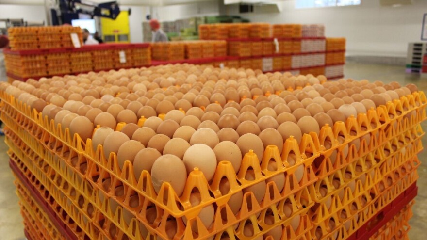 Blagi pad cijena jaja na domaćem tržištu