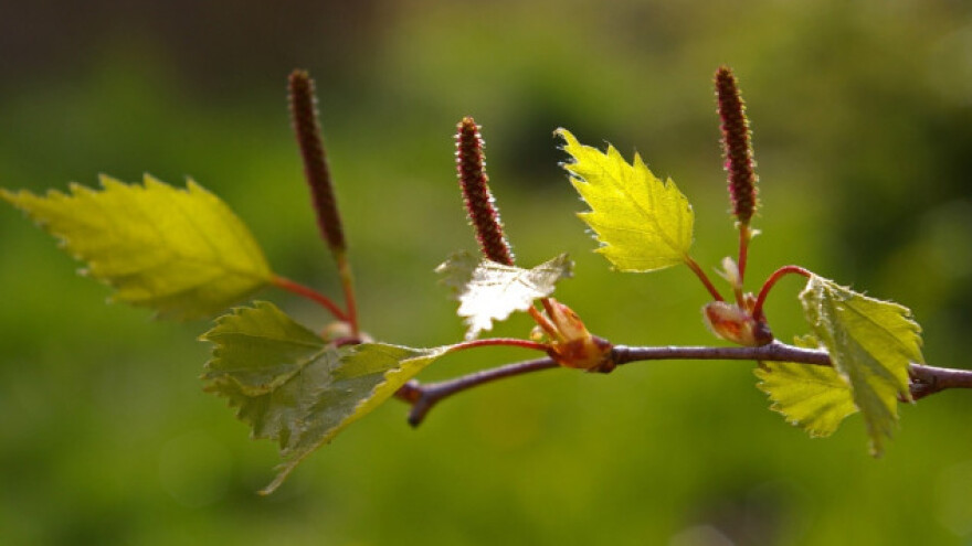 leaf-1359039-1280-880x495.jpg