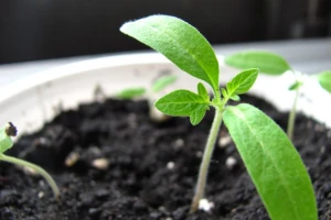 Napravite sami: biostimulatori rasta