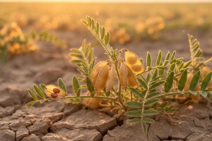 Leća dobro podnosi sušu