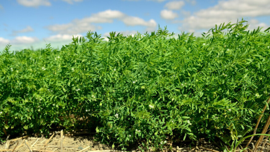 Leća - mahunarka koja voli čisto tlo