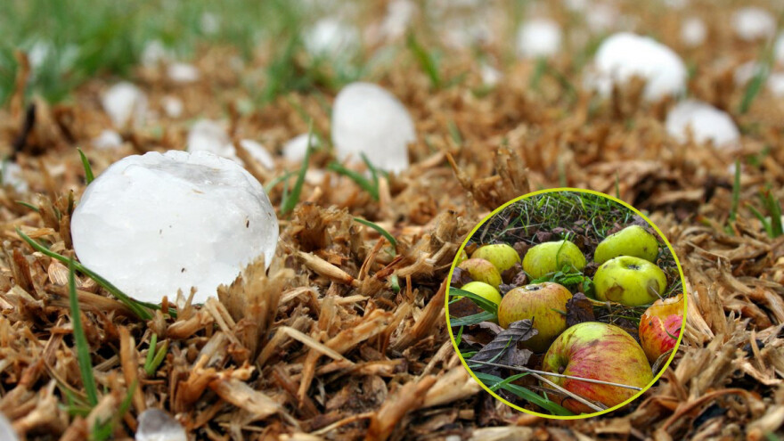 Poljoprivrednici iz Banjaluke i Prijedora slomljeni i psihički i fizički, Mirjanić obećao pomoć