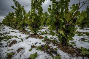 Led poharao orahovičke vinograde