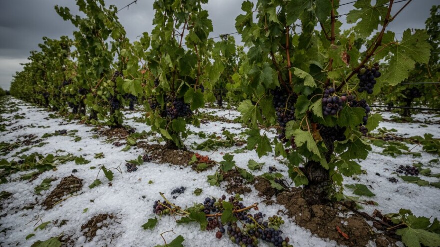 Led poharao orahovičke vinograde