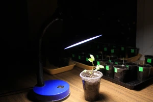 Kako da iskoristite LED sijalice i pomognete svojim biljkama da rastu