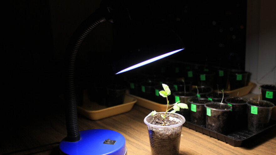 Kako da iskoristite LED sijalice i pomognete svojim biljkama da rastu