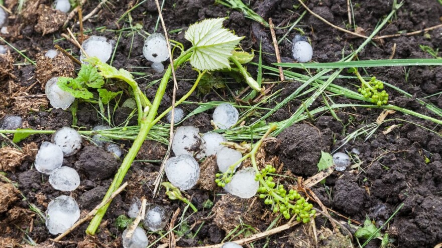 Kako oporaviti biljke nakon nepovoljnih uvjeta?