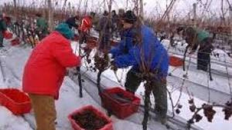 Ledena berba na -15 stupnjeva Celzijevih