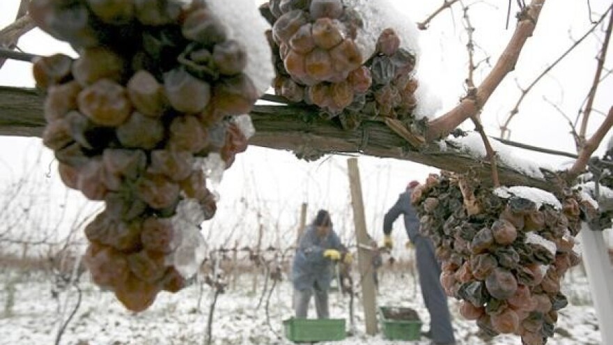 Ledena berba grožđa