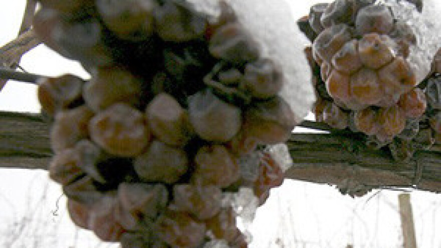 Izborna berba graševine