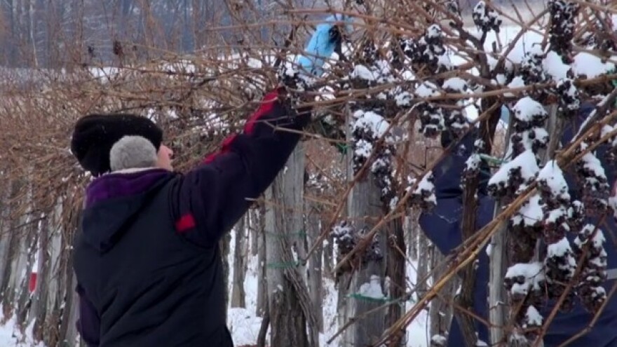 Ledena berba u punom jeku