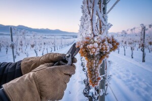 Ledena berba na -15 stupnjeva Celzijevih