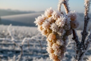 Ledena berba Podruma Belje