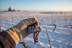 Ledena berba u kutjevačkom vinogorju