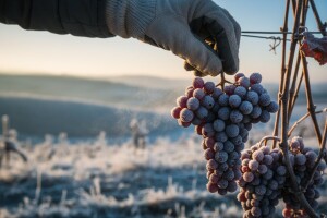 Ledena berba u Vinskome Vrhu