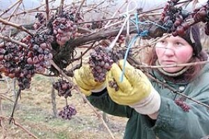 Ledena berba u Vinskome Vrhu
