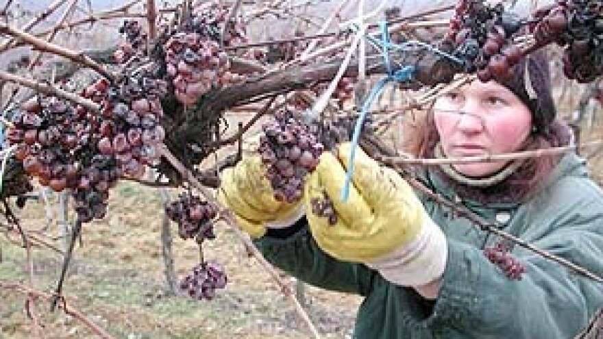 Ledena berba u Vinskome Vrhu