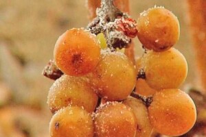 Ledena berba u kutjevačkom vinogorju
