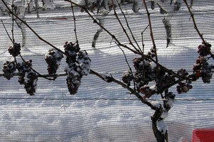 Ledena berba čuvenog traminca