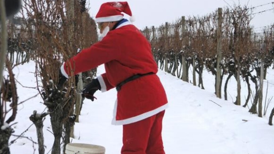 Ledena berba Podruma Belje