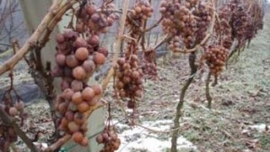 Ledena berba traminca na -12