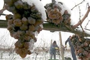 Vino će biti vrhunske kvalitete
