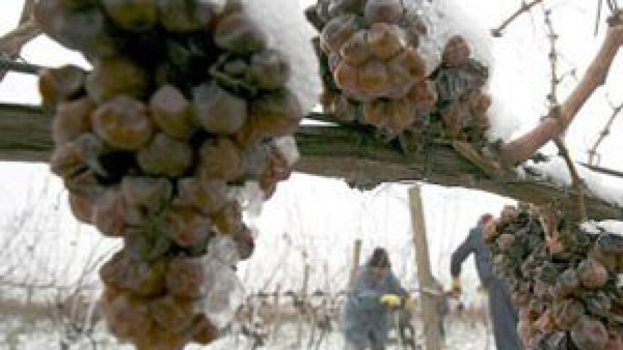 Vino će biti vrhunske kvalitete