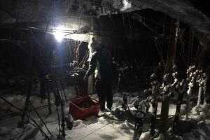 Bez plemenite plijesni nema predikatnih vina