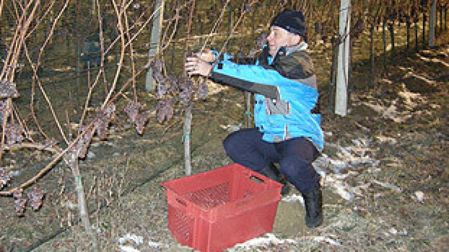 Ledena berba u Zagorju