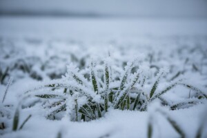 Ledeni dani do ponedeljka