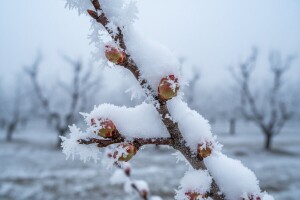 Ledeni dani od nedelje