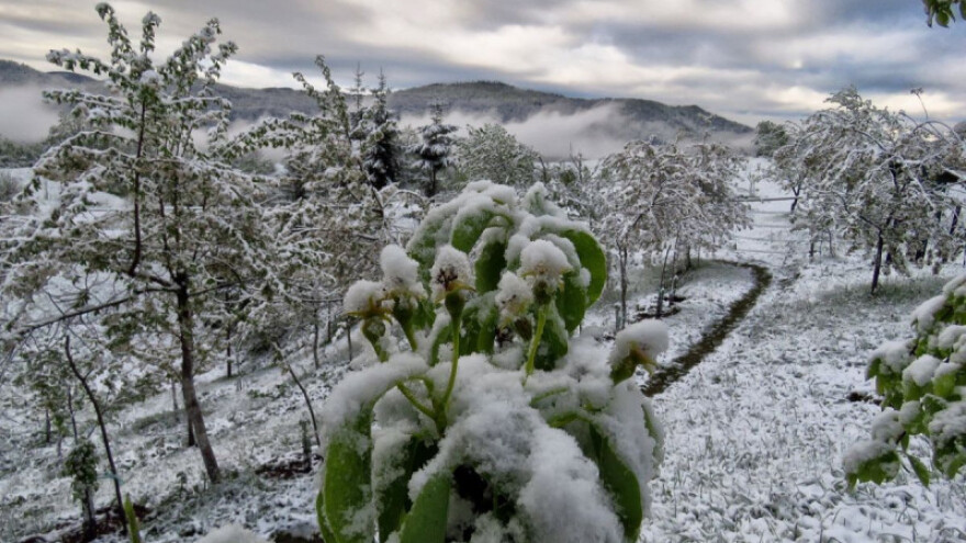 Eko metode oporavka biljaka nakon ledenog talasa