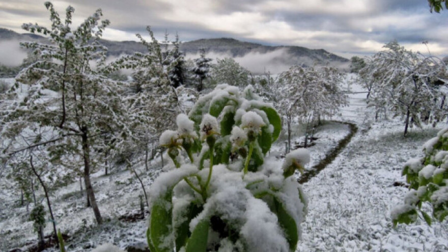 Eko metode oporavka biljaka