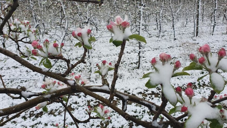 Ledinski: Ako nakon snijega "udari" minus pet, ostajemo bez domaćih jabuka, ali i drugog voća!